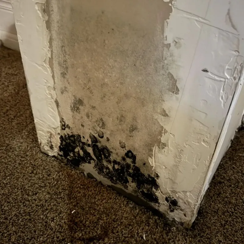 Professional Mold Removal in West Plains, MO